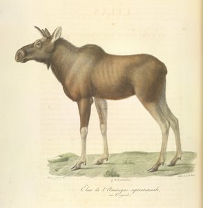 Élan de l