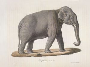 Éléphant mâle d