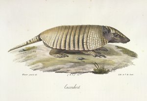 Encoubert, Tatou, de Histoire Naturelle des Mammifères - French School