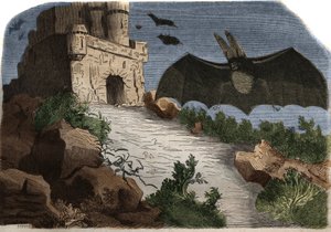 Gravure de 1858 au Musée des Sciences