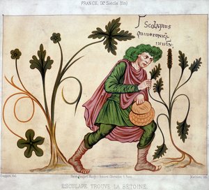 Esculape trouve le betoneum (plante médicinale) - French School