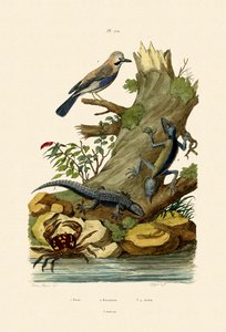 Geai des chênes