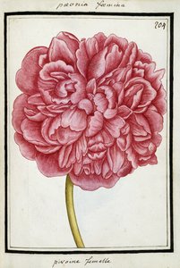 Pivoine femelle - French School