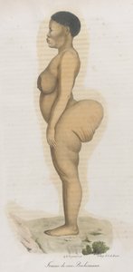 Femme de race Bochismann. Cette planche est apparemment une image de Sara (Saartjie) Baartman (1789-1815) qui était une Khoisan amenée d