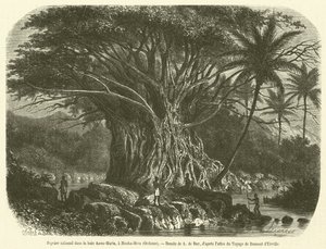 Figuier colossal dans la baie Anna-Maria, à Nouka-Hiva, Océanie (gravure) - French School