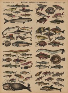 Poissons