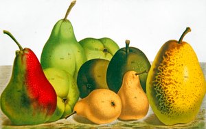 Cinq Variétés de Poire