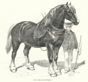 Cheval de trait flamand - French School