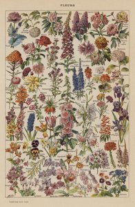 Fleurs - French School