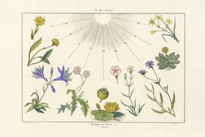 Horloge florale - French School