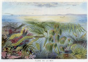 Flore de la mer - dans « Le Monde de la Mer » par Alfred Fredol. éd. Paris, Hachette. - French School