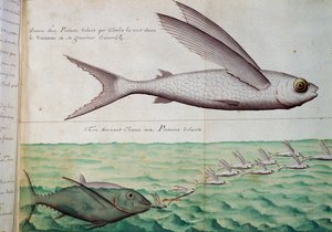 Poisson volant et thon chassant le poisson volant, Tropique du Cancer, aquarelle du journal de bord de Jacques Gouin de Beauchesne (1652-1730), capitaine de la Compagnie royale de la Mer du Sud, de 1698 à 1701, France