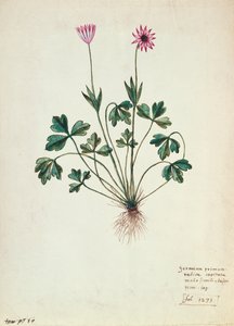 Fol.1275 Géranium