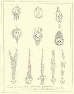 Formes de comètes selon l