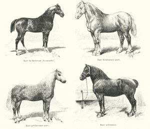 Quatre races de chevaux français : Merlerault, Boulonnaise, Percheronne, Ardennaise