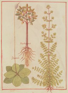 Fr 12322 f.180v Plantain, marjolaine et mandragore, du Livre des Simples Médecines, c.1520-30 - French School
