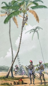 Récolte de noix de coco pour la préparation du Toddy en Inde