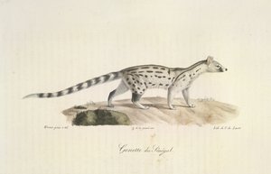 Genette du Sénégal, de Histoire Naturelle des Mammifères - French School