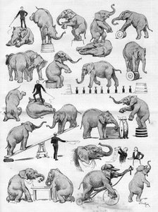 Le cirque de Geo Lockart célèbre pour ses éléphants installé à l