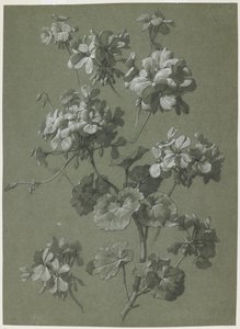 Géranium (Pelargonium sp.), c.1800 - French School