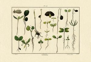 Germination