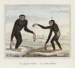 Gibbons