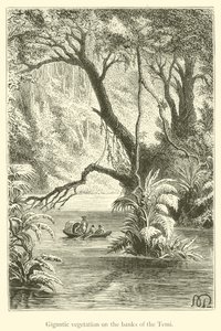 Végétation gigantesque sur les rives du Temi - French School