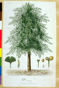Ginkgo biloba - French School