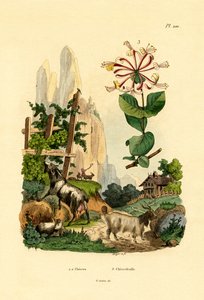 Chèvres, 1833-39 - French School