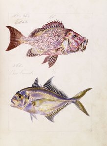 Gollah etc., vers 1850