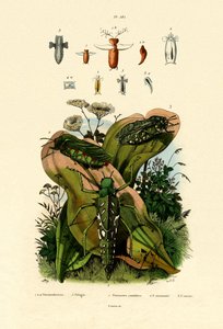 Sauterelles