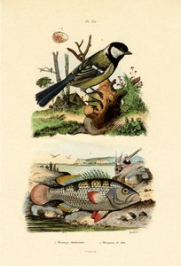 Mésange charbonnière - French School