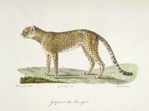 Guépard du Sénégal, de Histoire Naturelle des Mammifères - French School