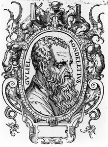 Guillaume Rondelet