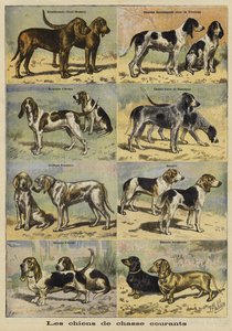 Chiens de chasse