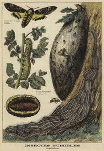 Insectes nuisibles : Sphinx tête de mort - French School
