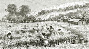 Récolte de coca, Pérou, illustration de la revue Le Tour du Monde, 1877 - French School