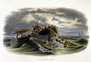 Pêche au hareng - dans «Histoire naturelle de Lacépède» - French School