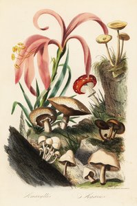 Espèces d