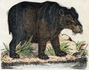 Hippopotame. Gravure dans "Alphabet des animaux sauvages". 9e Série. Imagerie d