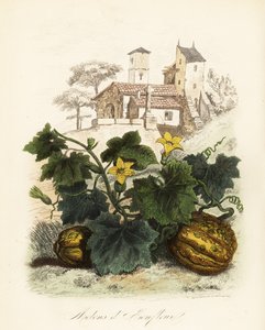 Melon de Honfleur, Cucumis melo - French School