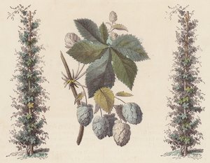 Houblon pour la fabrication de la bière