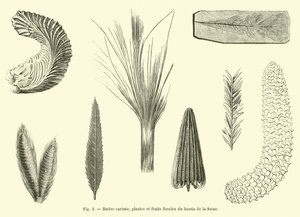 Huître carénée, plantes et fruits fossiles du bassin de la Seine