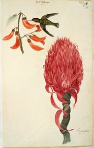 Colibri (Trochilidae) et Ananas (Ananas comosus) par Lejeune
