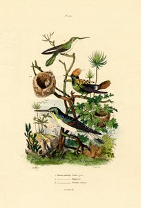 Colibris - French School
