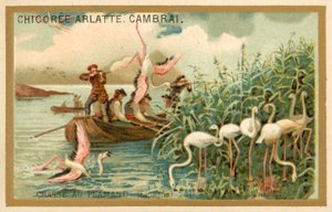 Chasse aux flamants roses, Espagne