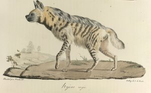 Hyène rayée, de Histoire Naturelle des Mammifères - French School