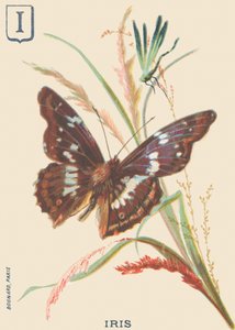 I : Iris (Apatura iris ou Grand Mars changeant) - French School