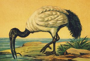 I comme Ibis - French School