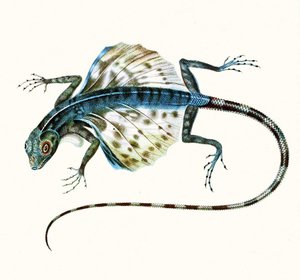 Illustration du lézard volant - Draco Volans 1831 (gravure en couleur)